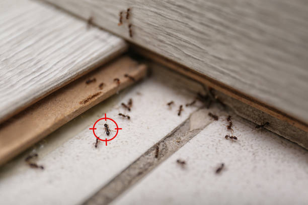 Reliable Smithville, NJ Pest Control Solutions